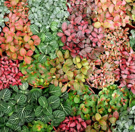 Urban Plants