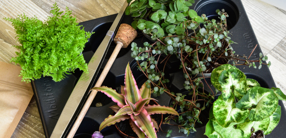 Urban Plants