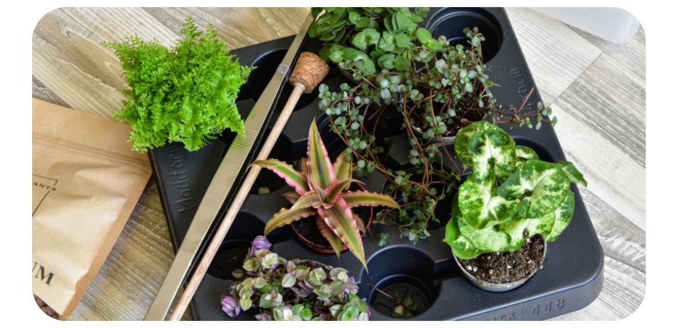 Különleges mini szobanövények, és eszközök zárt florárium készítéséhez.