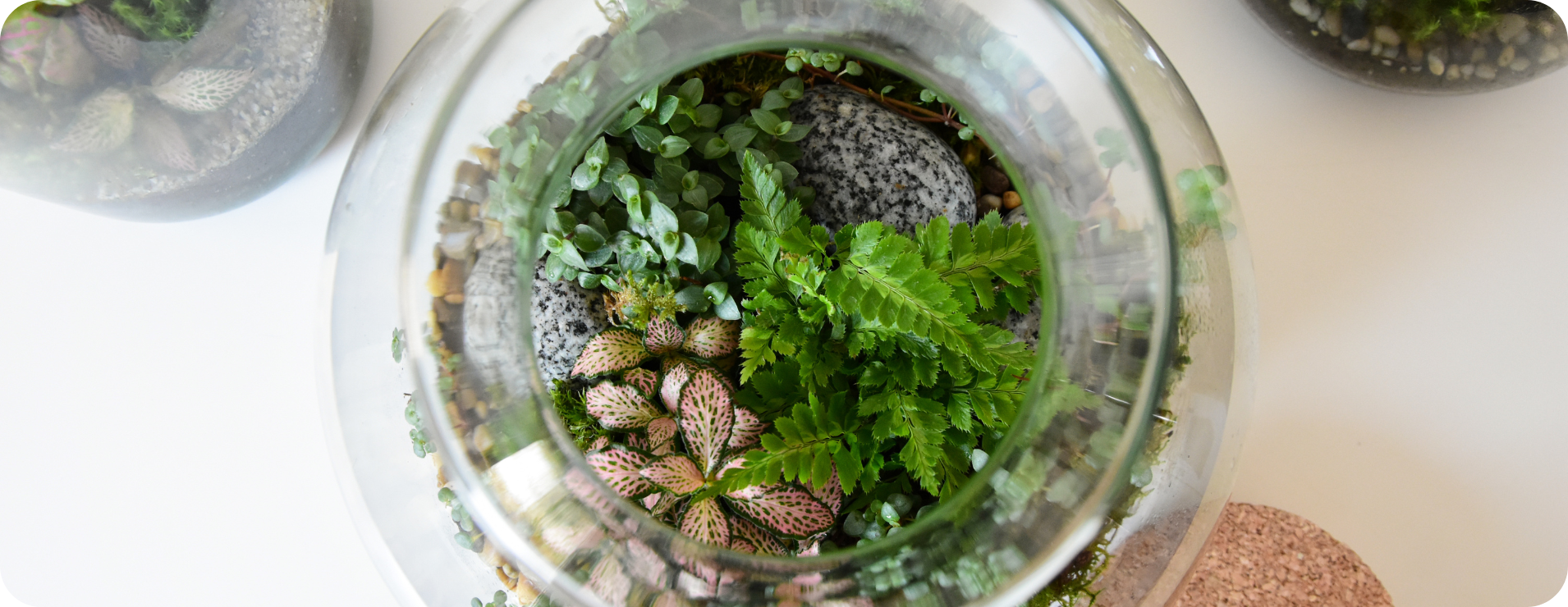 Urban Plants