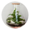 Urban Plants