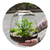 Urban Plants