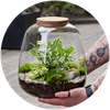 Urban Plants
