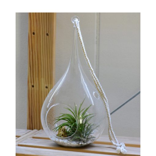 Nagy csepp alakú üveg air plant-tel