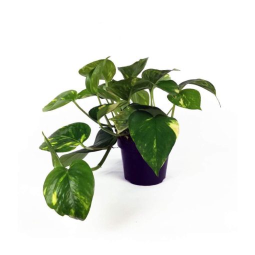 Epipremnum aureum - Golden Pothos