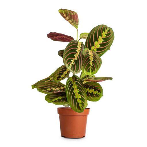 Maranta leuconeura Tricolor - Nyílgyökér 