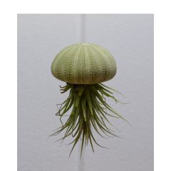 Medúza Air Plant