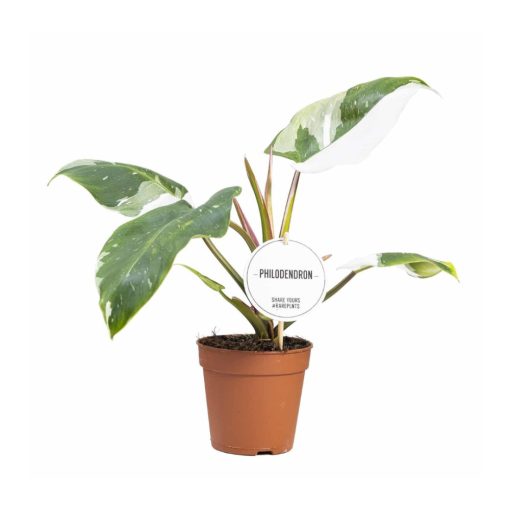 Philodendron White Princess