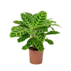 Csíkos zebralevél (Calathea zebrina)