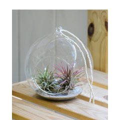 Gömb alakú üveg air plant-tel