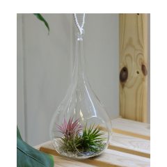 Csepp alakú üveg air plant-tel