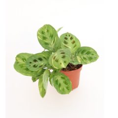   Maranta Leuconeura Kerchoveana "Fiesta" - Nyílgyökér