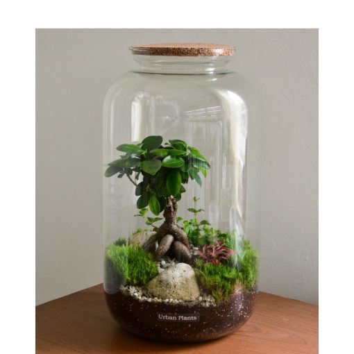 Bonsai oázis