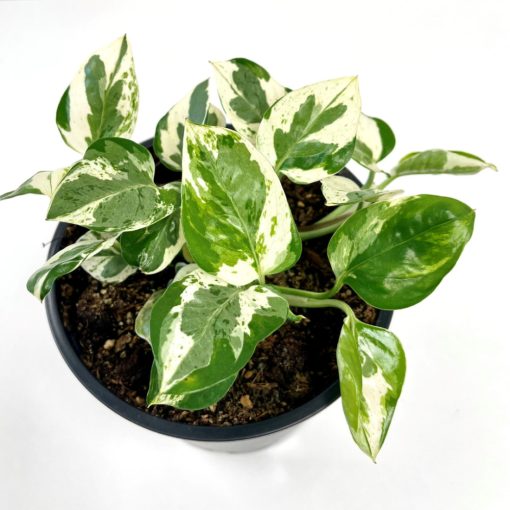 Epipremnum Aureum Glacier