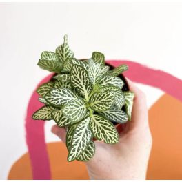 Fittonia 'Mini Whisper'