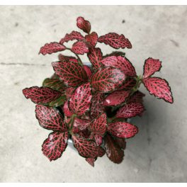 Fittonia-'Forest Flame'