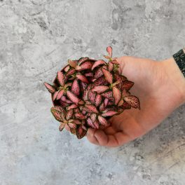 Közepes méretű növények